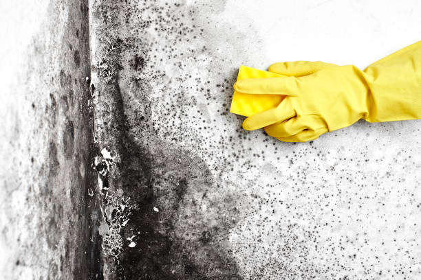 Best Toxic Mold Removal  in Mount Zion, IL