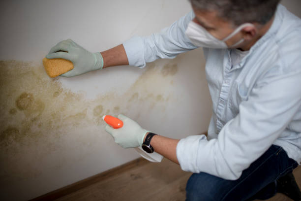 Trusted Mount Zion, IL Mold Removal Experts