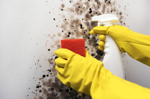 Best Home Mold Removal  in Mount Zion, IL