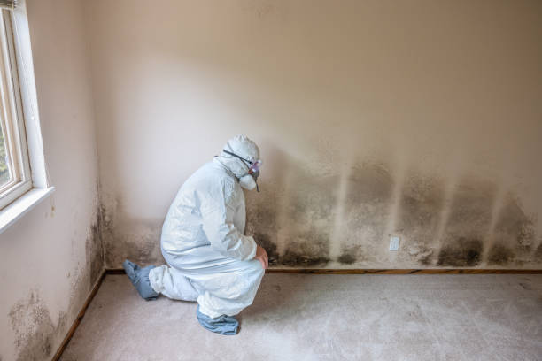 Best Mold Testing and Removal  in Mount Zion, IL